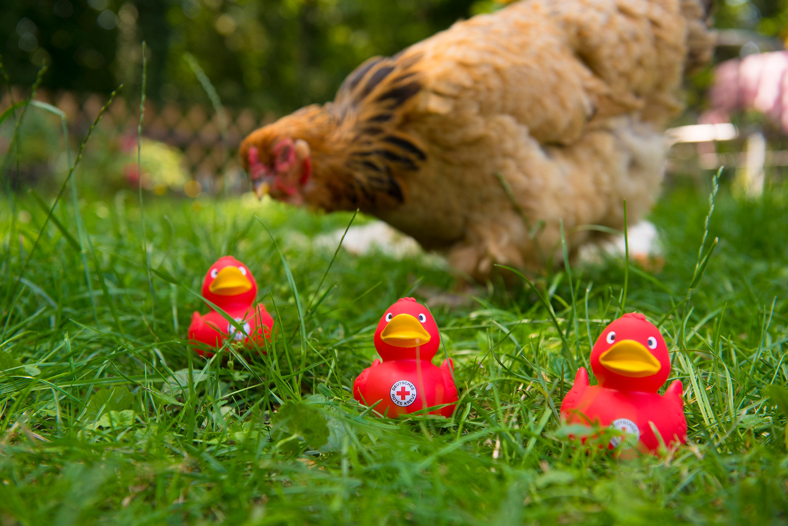 12 jeske20190725 015